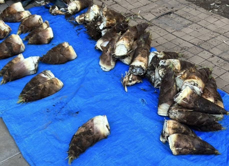 朝採れのタケノコを講演参加者にプレゼント